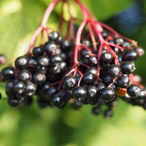 Baza čierna (Sambucus Nigra) ´Korzár´- 15-25 cm, kont.C1,5/2L